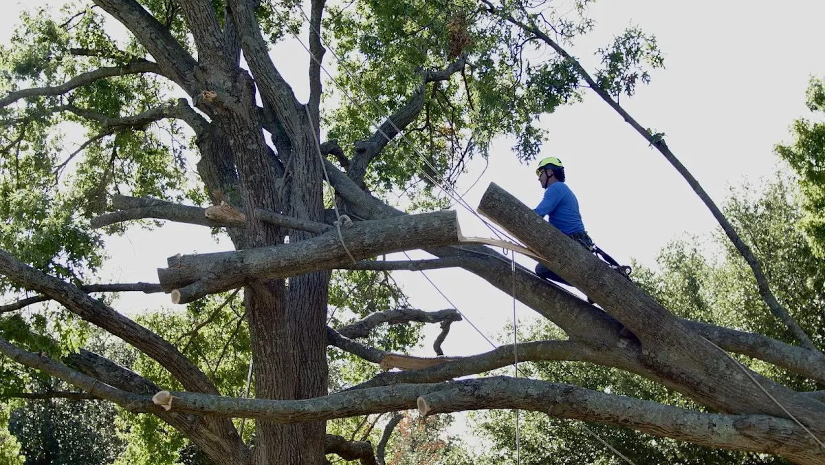 Professional Crown Thinning performed by certified arborists in Ponce De Leon